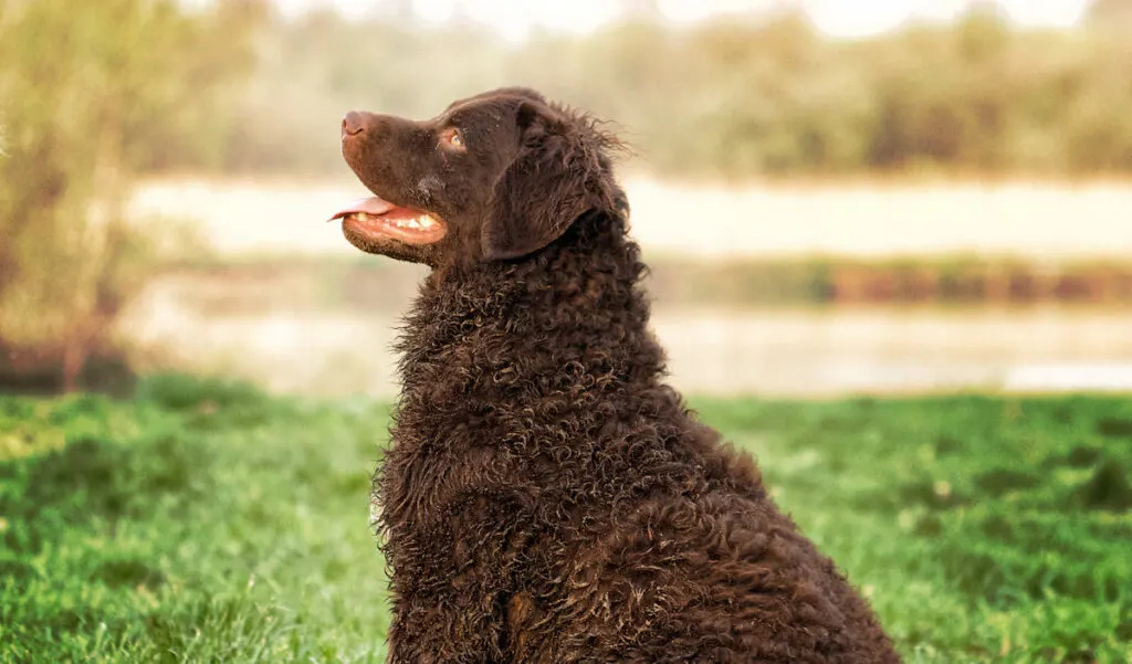 Curly Coated Retriever looking up at the sky while sitting on the grass