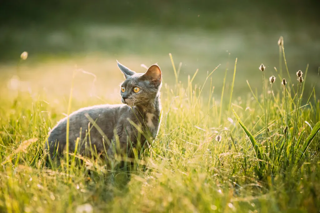 Devon Rex cat sitting on the grass outdoors