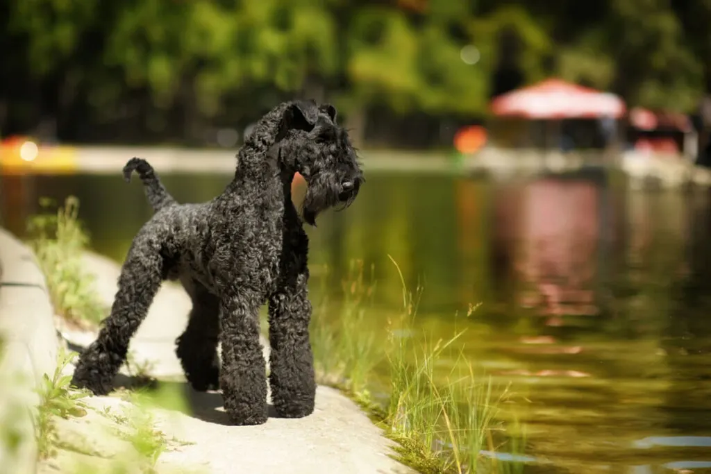 Kerry Blue Terrier standing near the lake in a park