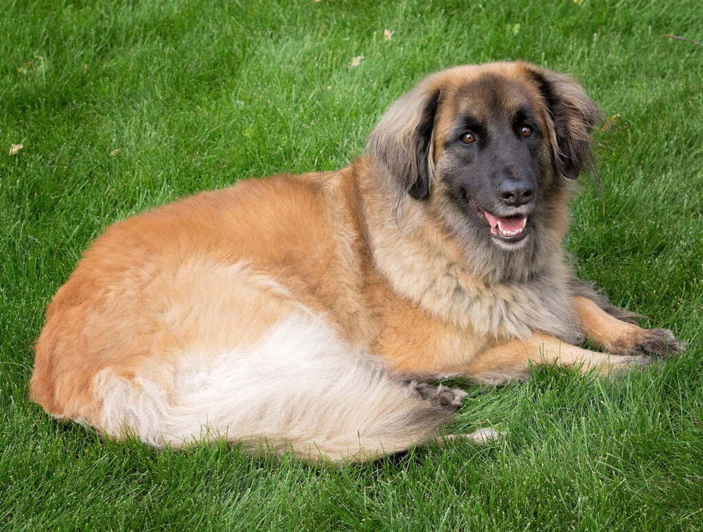 Leonberger dig lying on the fresh green grass 