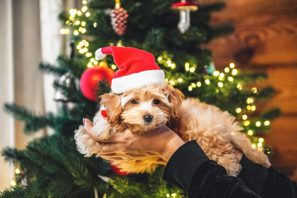 Maltipoo puppy wearing a santa hat in front of christmas tree