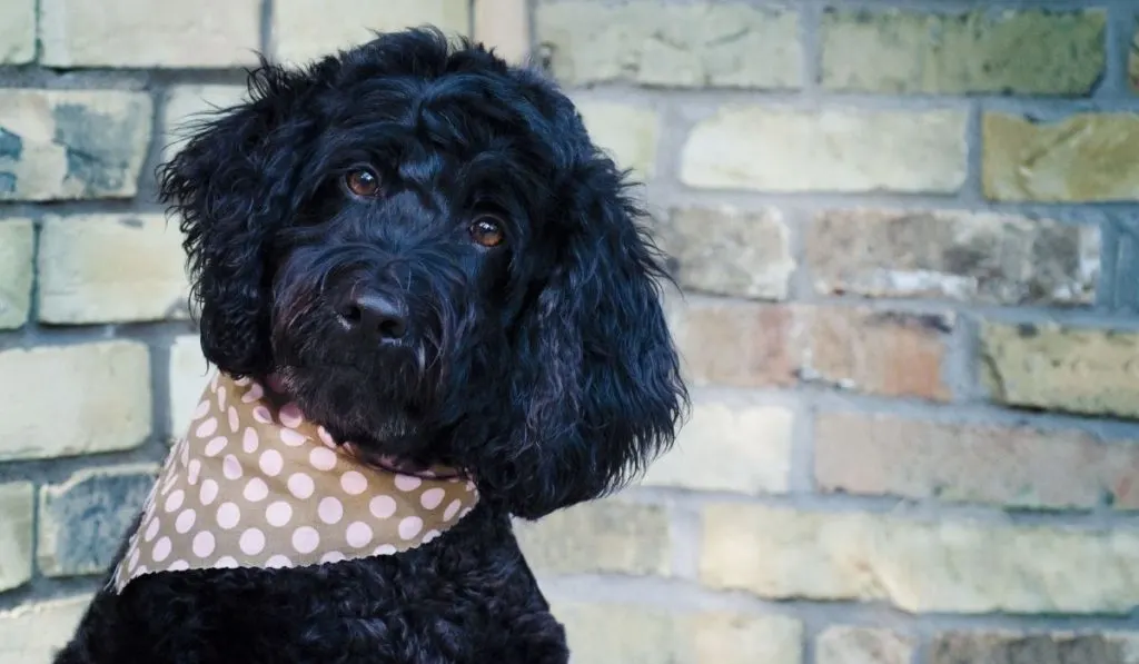 Portuguese Water Dog