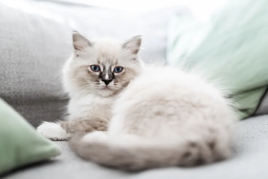 Ragdoll cat comfortably lying on the sofa