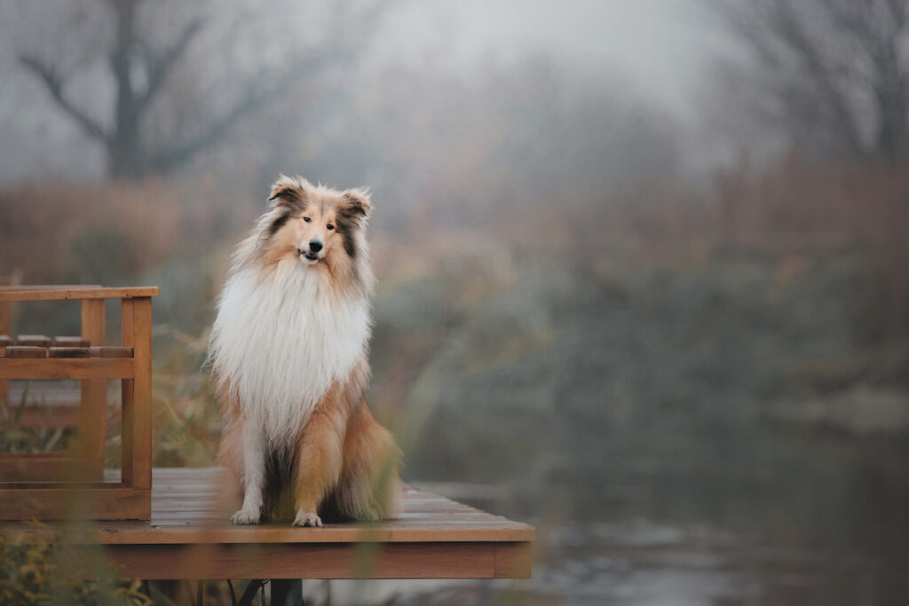 Rough Collie dog sitting on a wooden platform beside the lake
