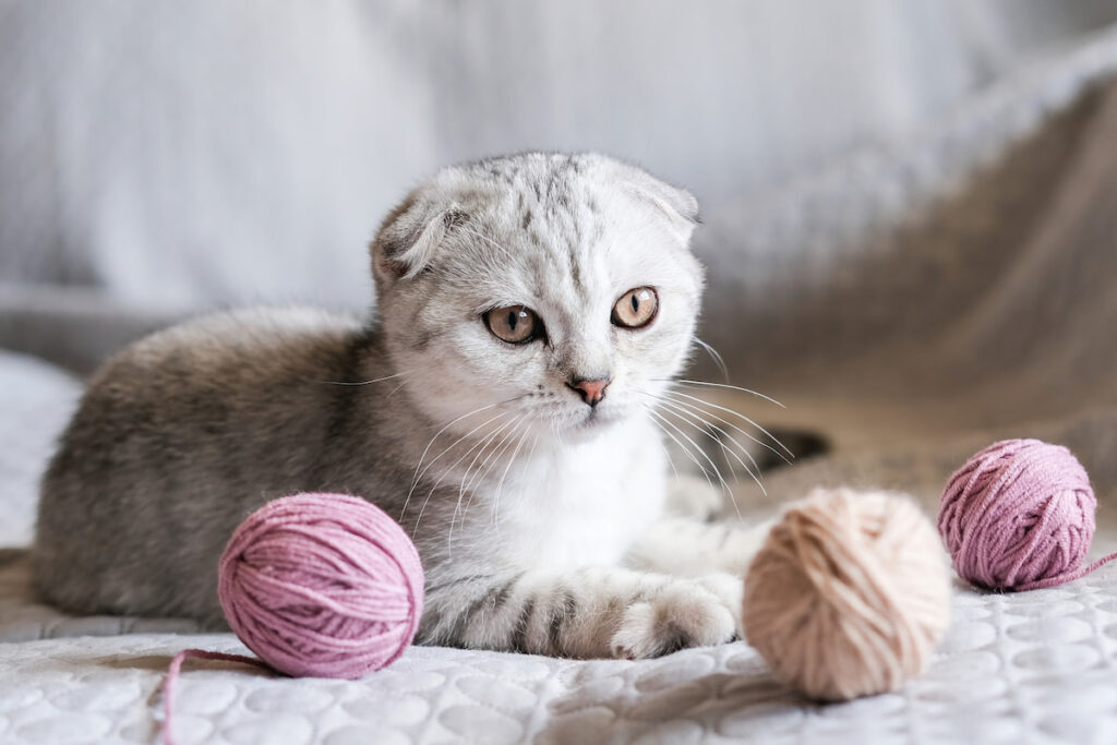 Scottish Fold cat playing with yarns