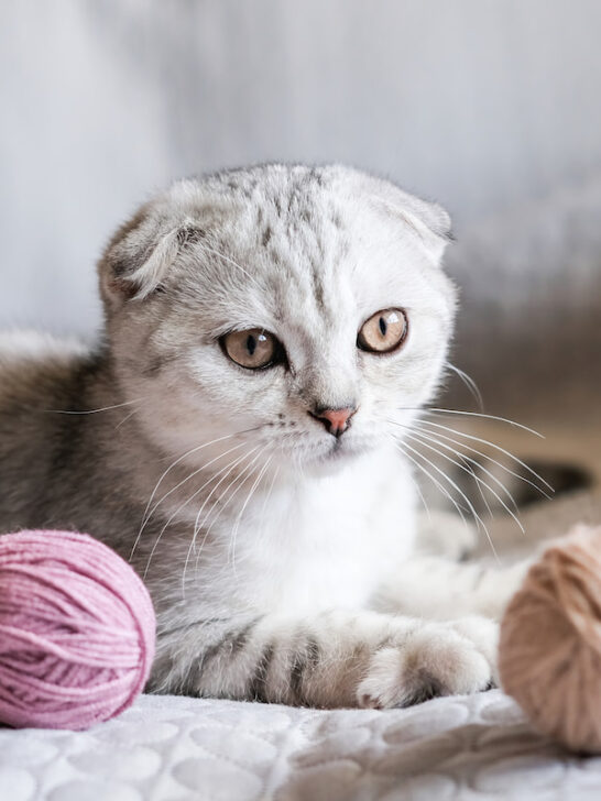 Scottish Fold cat playing with yarns