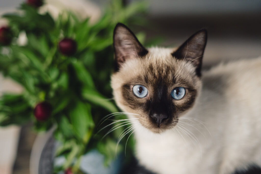 Siamese cat in front of a spring flower 