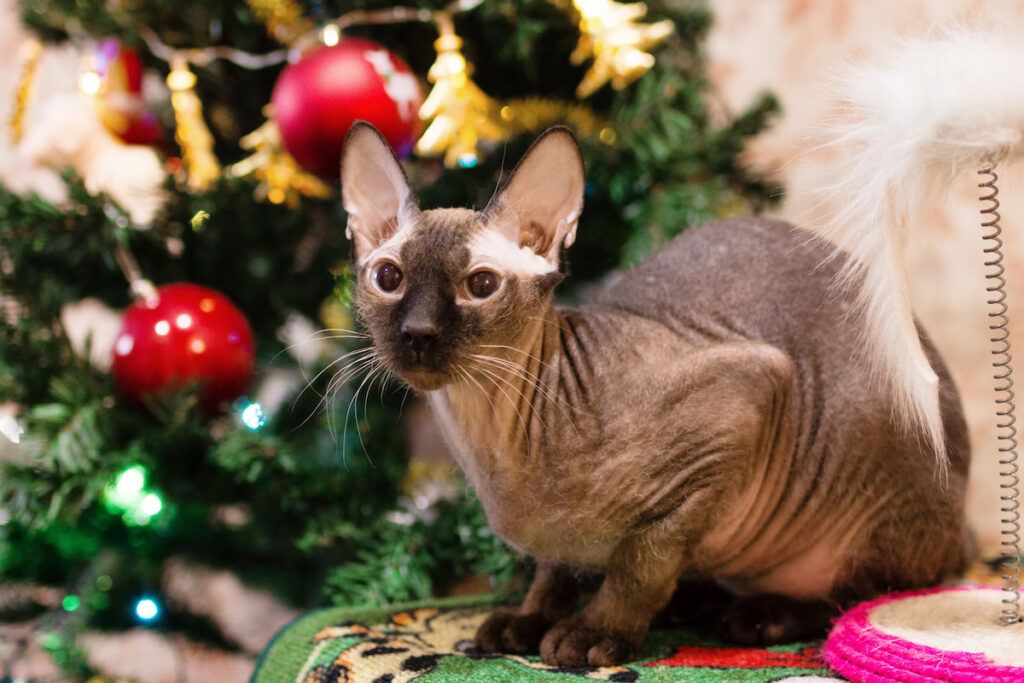 Sphynx cat sitting on top a table near the Christmas tree