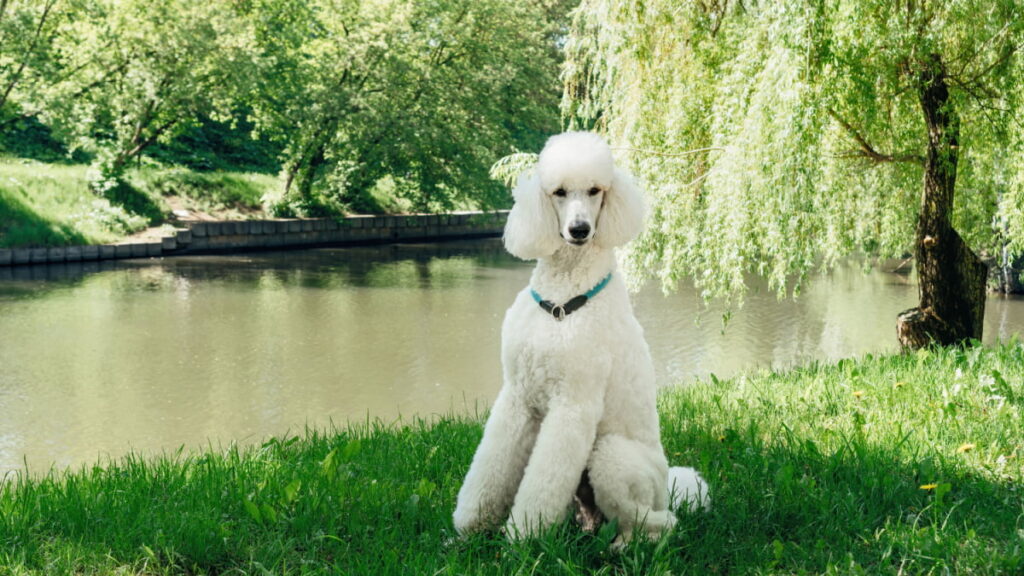 Standard Poodle sitting in a park near the lake 