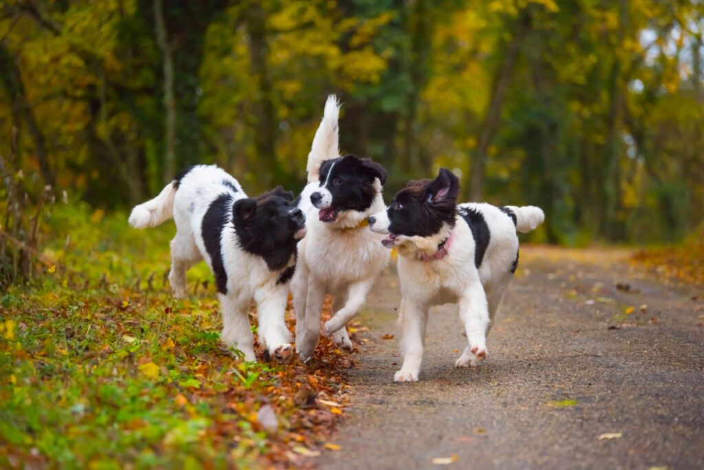 Three Landseer dogs playing at a park