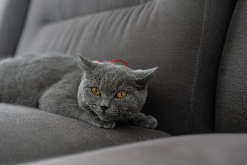 a British Shorthair cat sitting comfortably on a gray sofa 