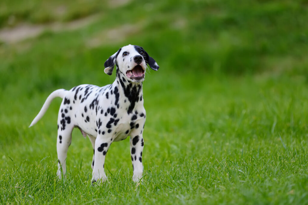 a Dalmatian dog standing in the green field