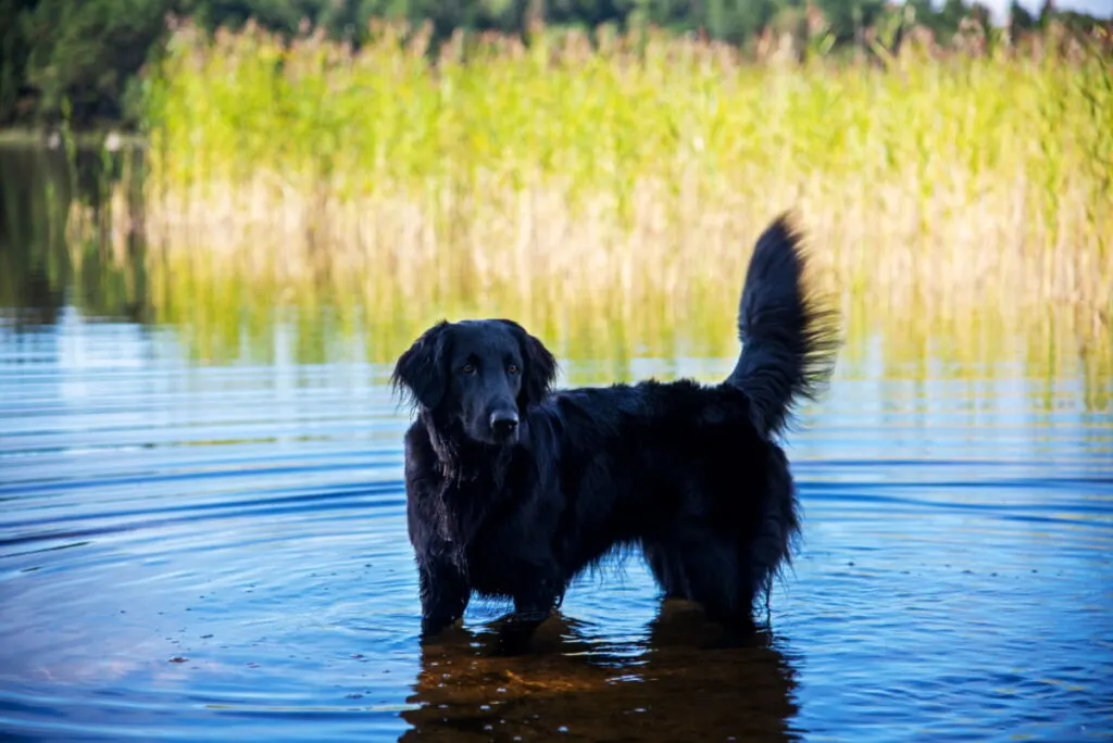 a Flat-Coated Retriever soaking its feet in the water