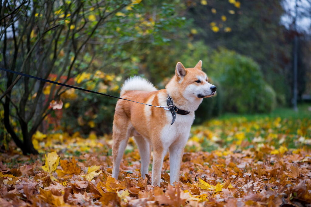 a Japanese Akita dog tied on a tree with leash during autumn