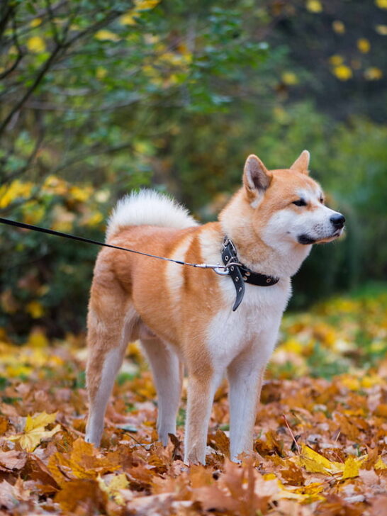 a Japanese Akita dog tied on a tree with leash during autumn