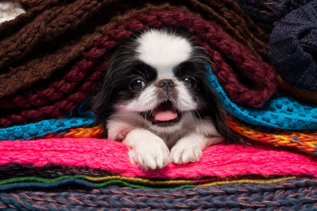 a Japanese Chin hiding in a stack of crochet clothing