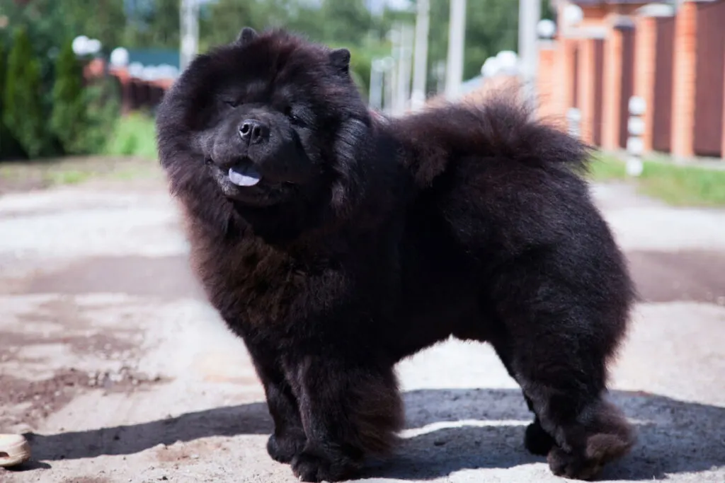 a black Chow Chow Dog standing outside the house 