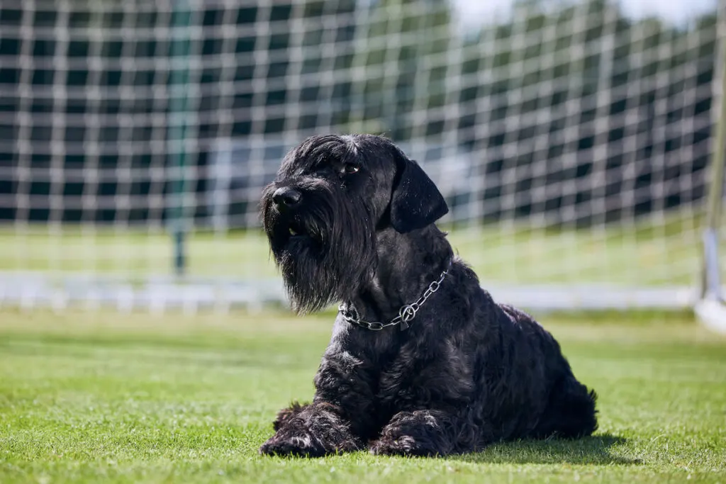 a black Giant Schnauzer resting at the middle of a soccer field