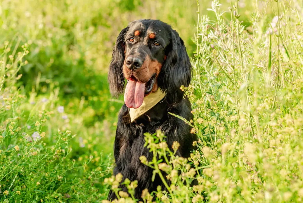 a black Gordon Setter sitting in the green field outdoors 