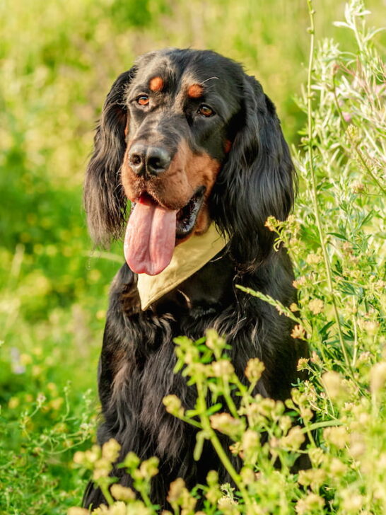 a black Gordon Setter sitting in the green field outdoors
