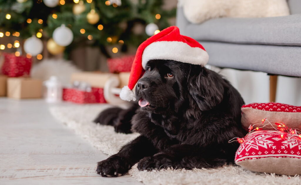 a black Newfoundland Dog with a santa hat sitting near the Christmas tree