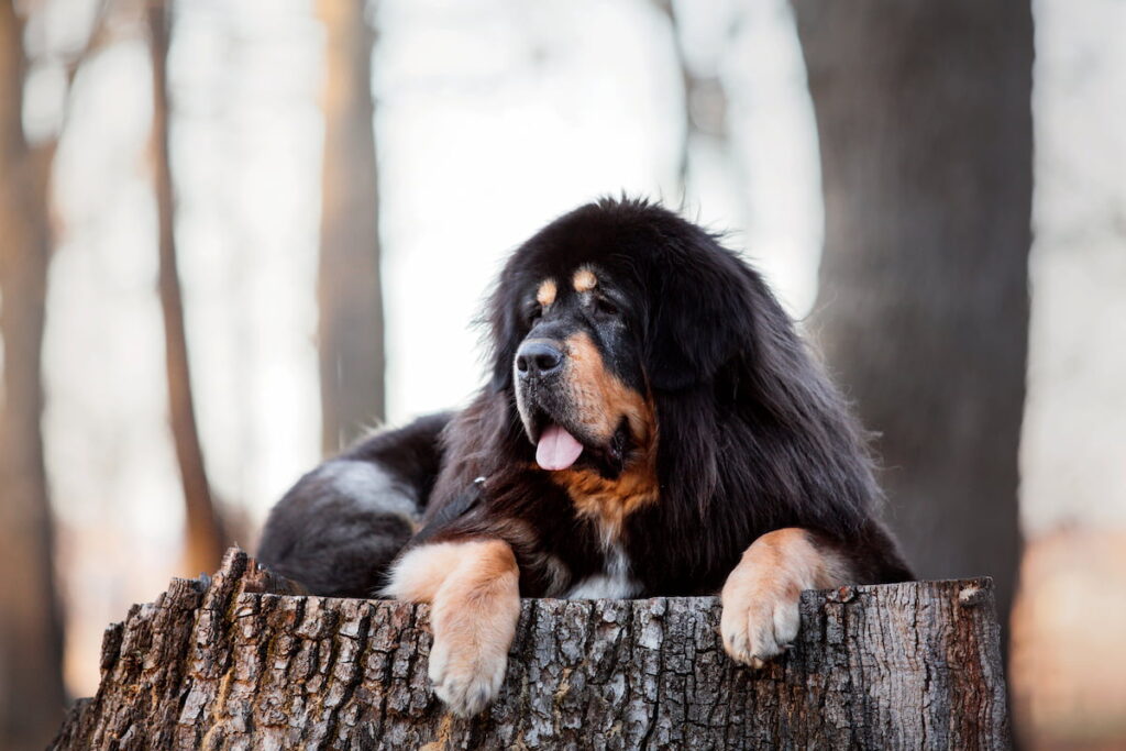 a black Tibetan Mastiff sitting comfortably on a cut log in the woods