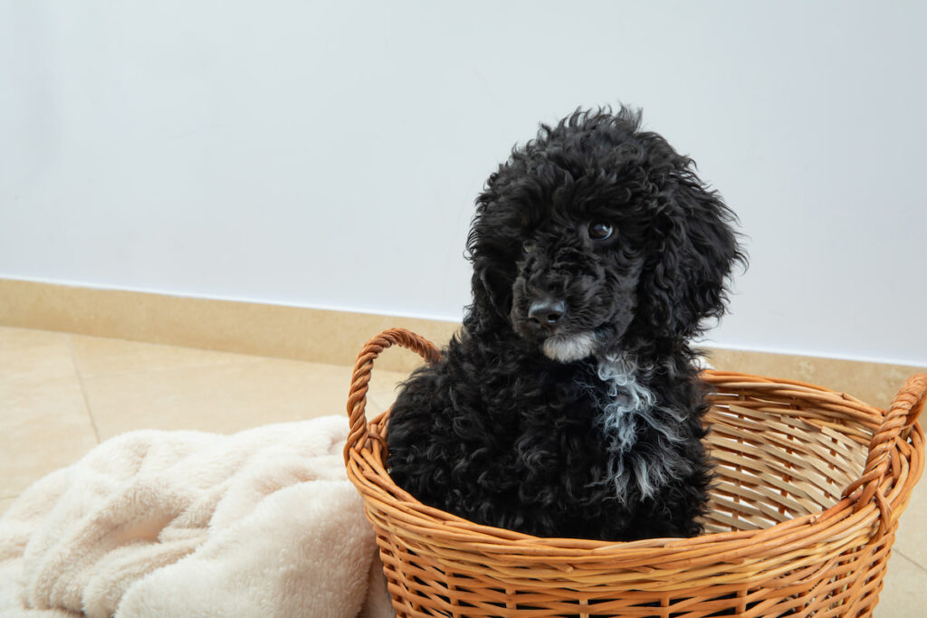 a black Toy Poodle in a laundry basket 