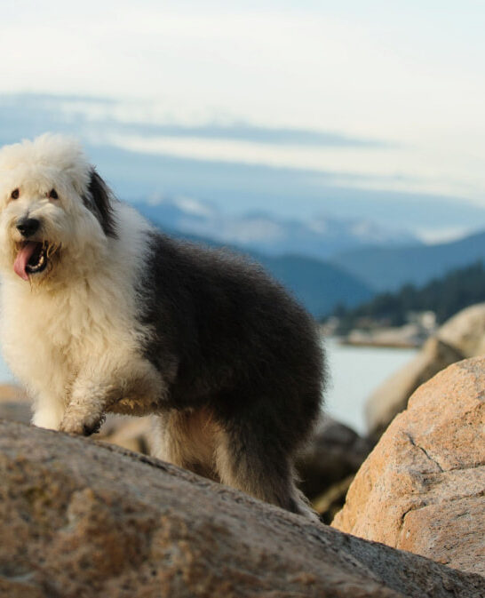 a black and white Old English Sheepdog standing on a rock