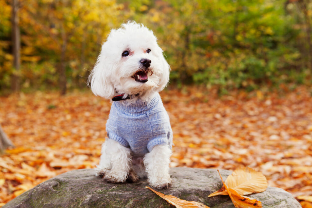 a cute Bichon Frise sitting on a rock in the middle of the park