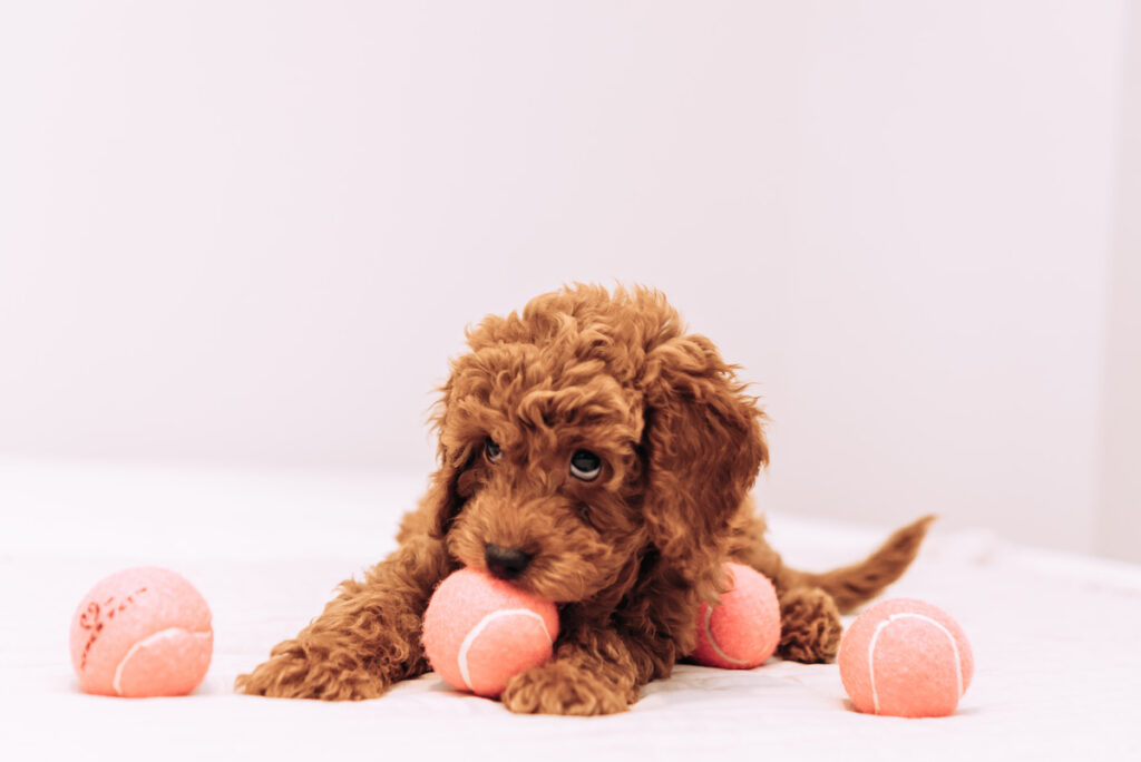 a cute Golden Doodle playing light pink tennis balls