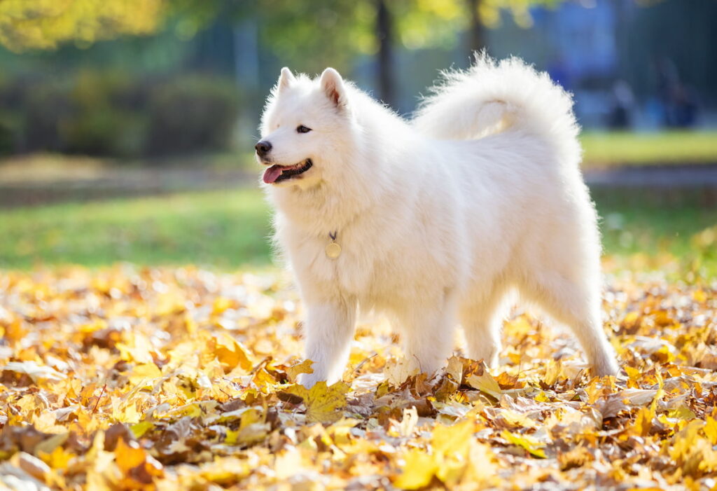 a cute Samoyed dog in a park during autumn