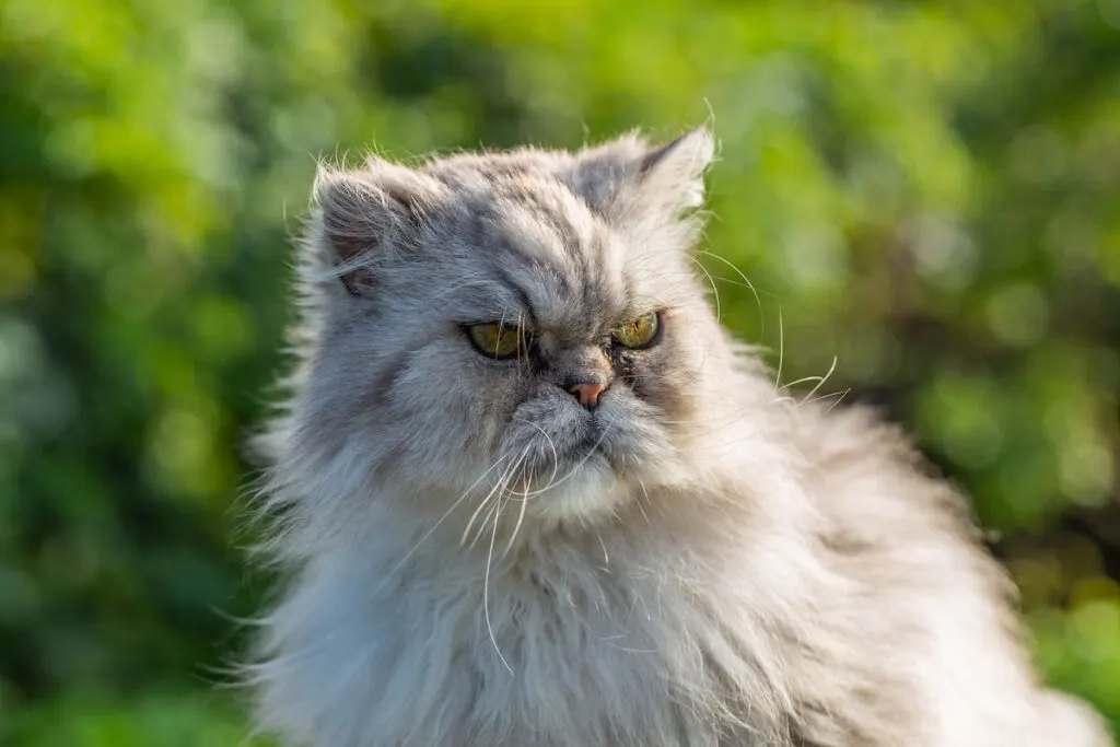 a fierce looking Persian cat sitting outdoors