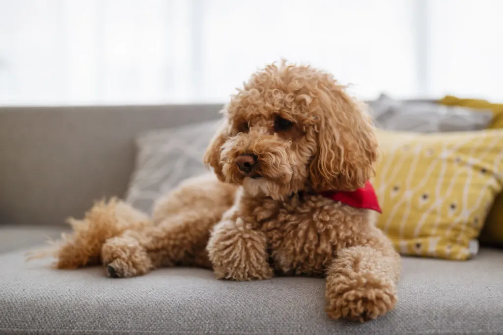a little brown poodle sitting on a couch