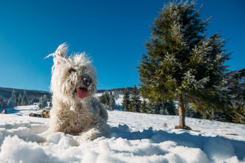 a white Pumi dog playing happily on the snow 