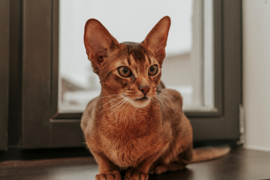 an Abyssinian cat sitting comfortably near the window