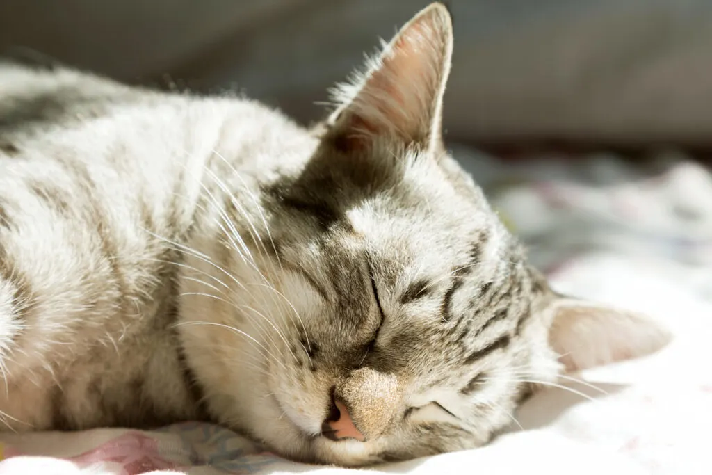 an American Shorthair sleeping on a bed