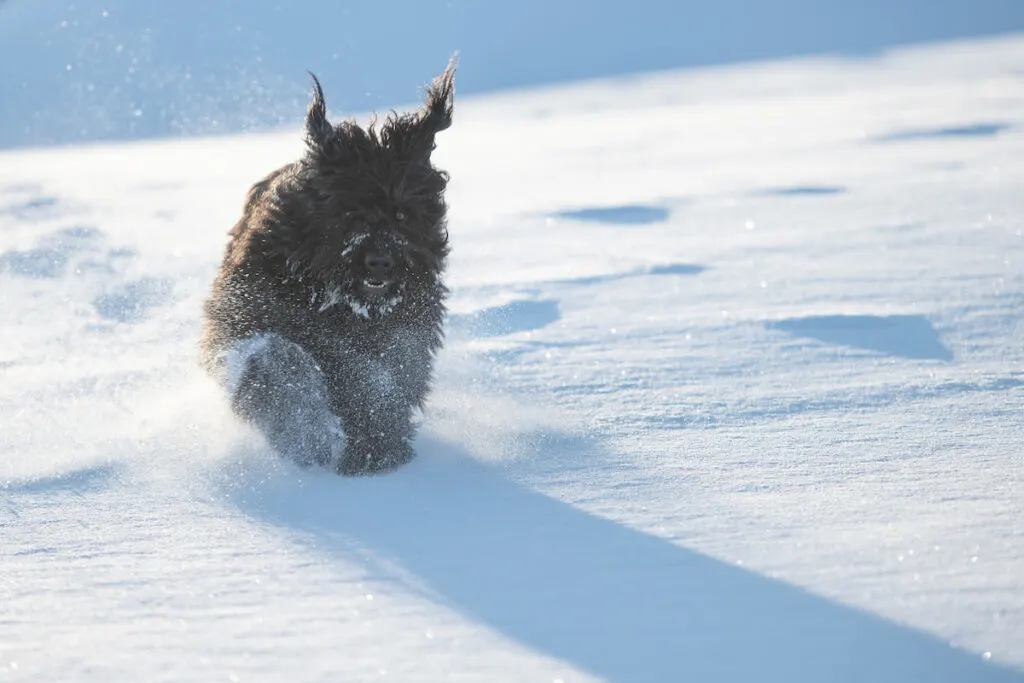 big black Bergamasco Sheepdog running on the snow 