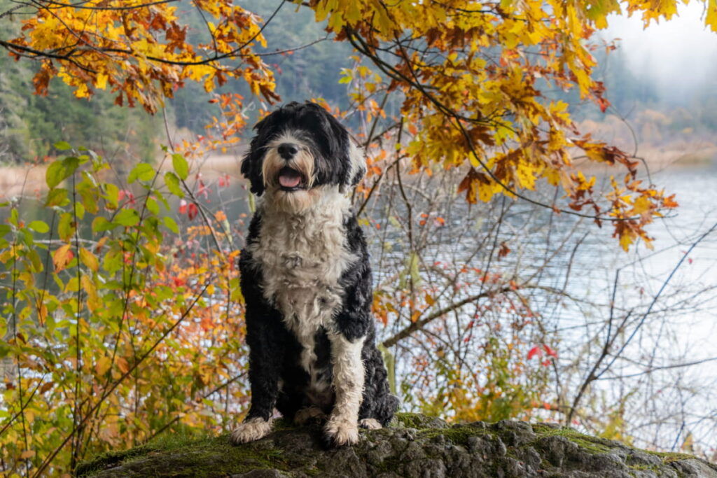 black and white Portuguese Water Dog sitting on the top of the rock near the lake