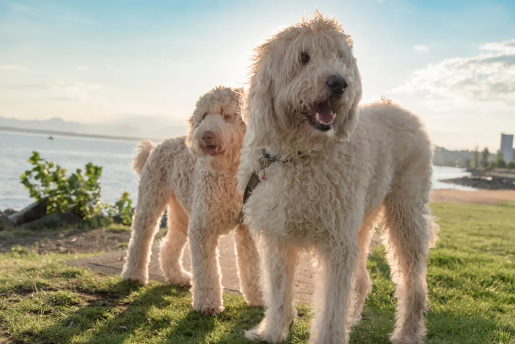 two Labradoodle standing near the seashore