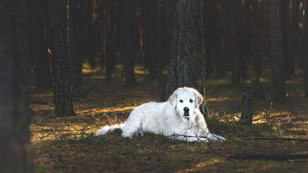 white Kuvasz dog sitting in the middle of the woods