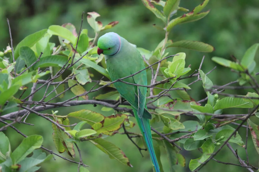 A green Indian Ringneck on the twigs