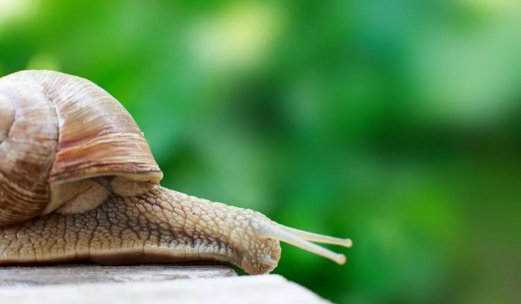 Snail crawls on wooden background in the garden