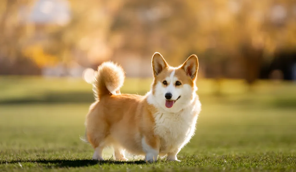Welsh Pembroke Corgi dog with curly tail 