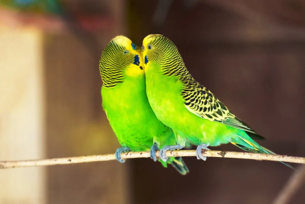 a couple of green Budgerigar parrot kissing