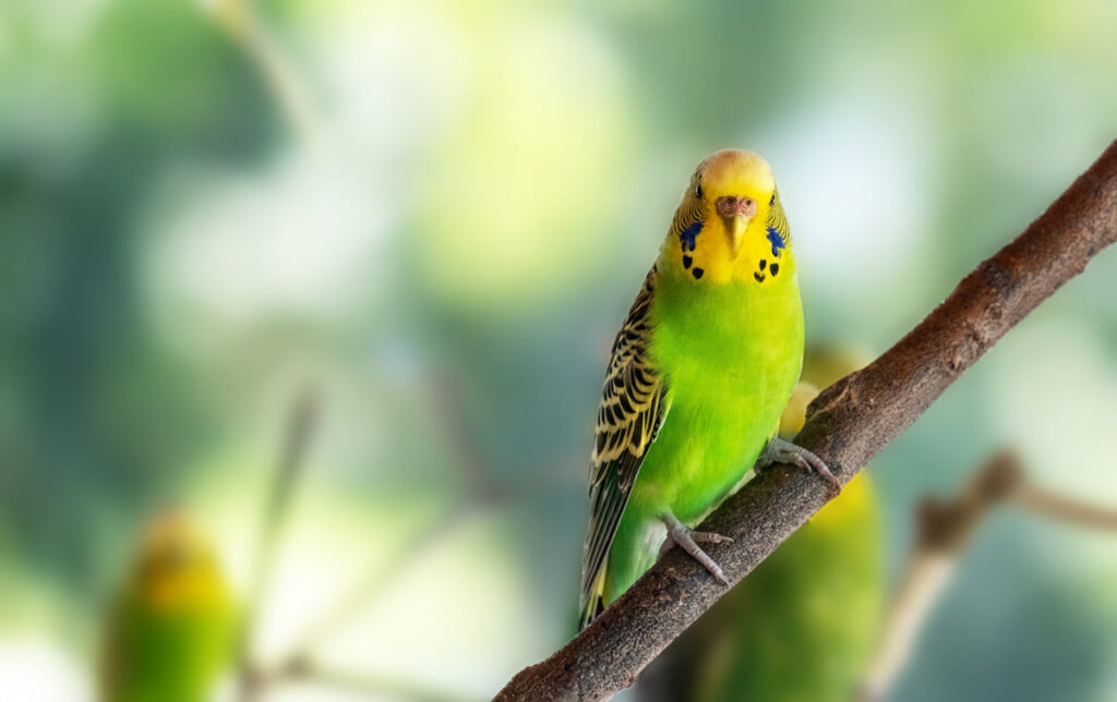 pretty yellow green Budgerigar parrot on a branch