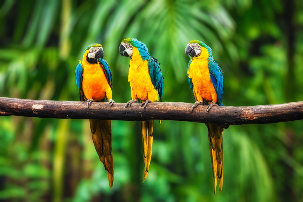 three Blue and yellow Macaw resting on a tree branch in the forest
