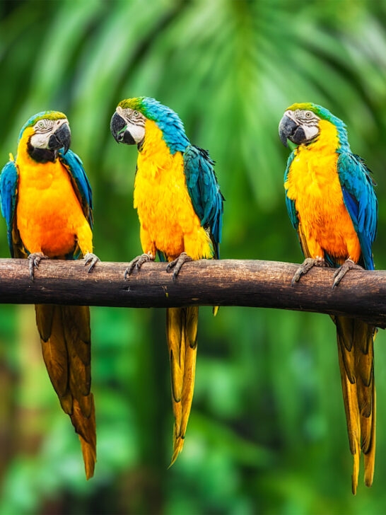 three Blue and yellow Macaw resting on a tree branch in the forest