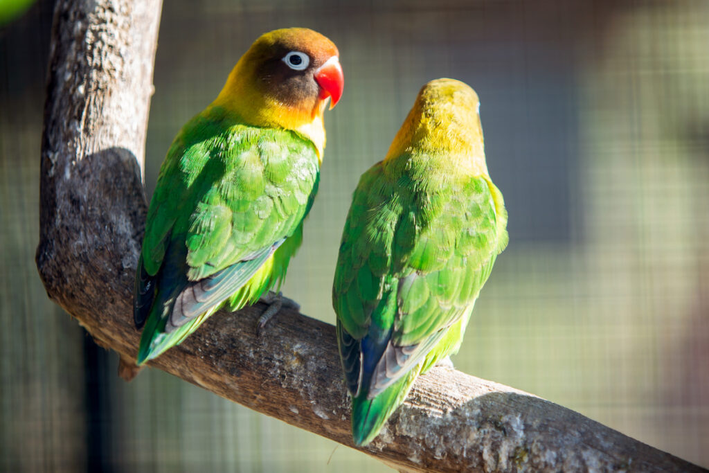 two green parrots resting on a tree branch
