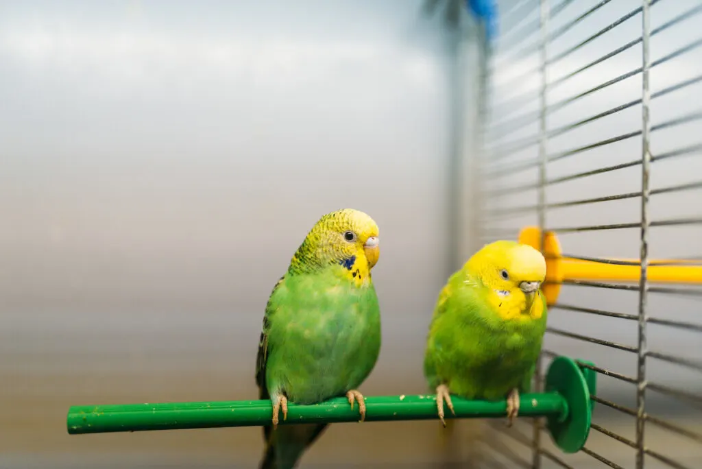 two parrots sitting on a green stick inside a cage