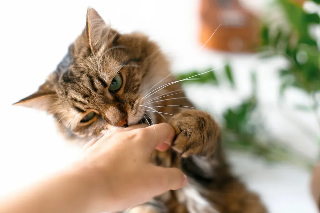 a cute cat biting hand of owner near green plant 